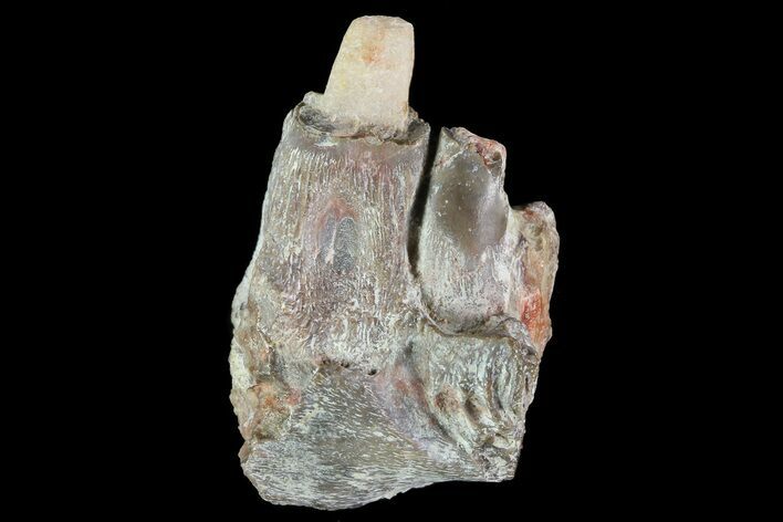 Dimetrodon Jaw Section With Teeth - Texas #79461